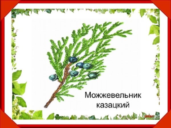 Можжевельник казацкий рисунок