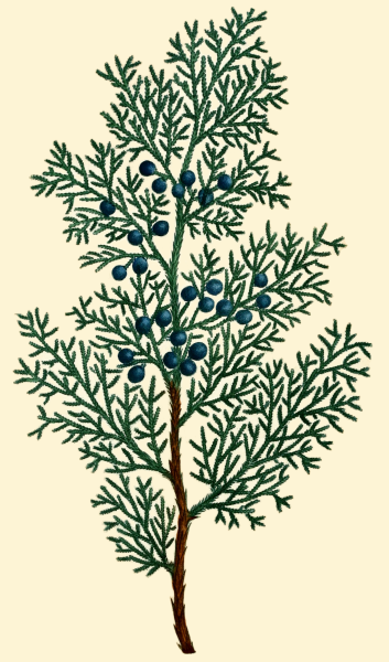 Juniperus virginiana Sulphur Spray