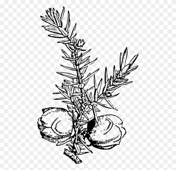 Можжевельник контур