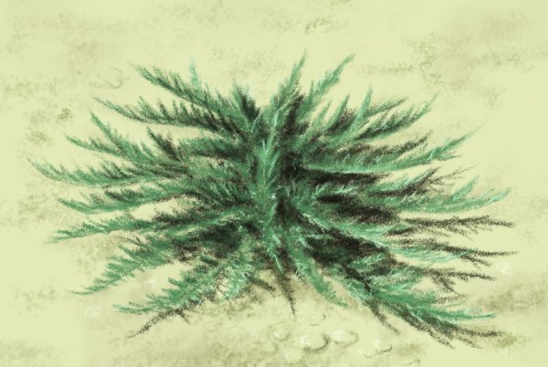 Можжевельник акварель куст