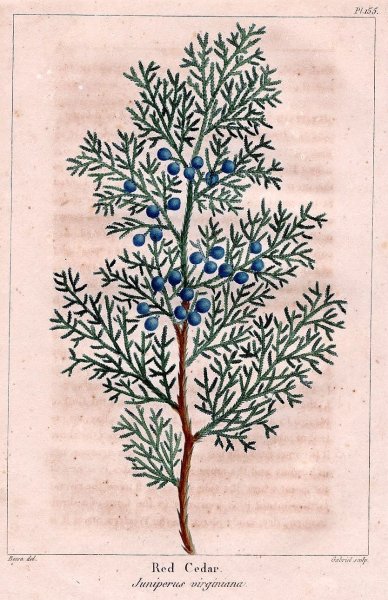 Можжевельник Ботаническая иллюстрация