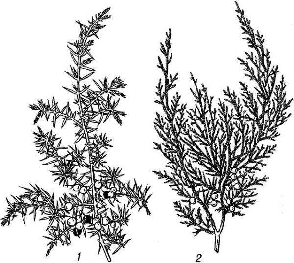 Можжевельник казацкий вектор