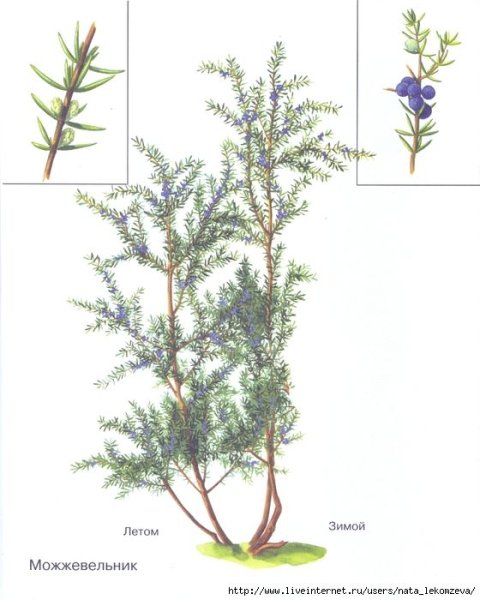Шишкоягоды можжевельника рисунок