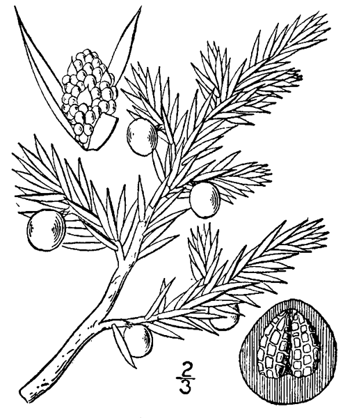 Можжевельник обыкновенный