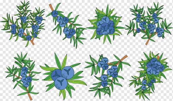 Ветка можжевельника