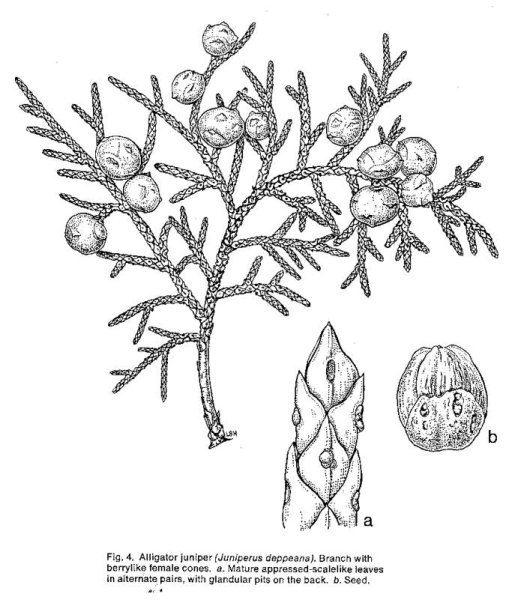 Можжевельник обыкновенный схема