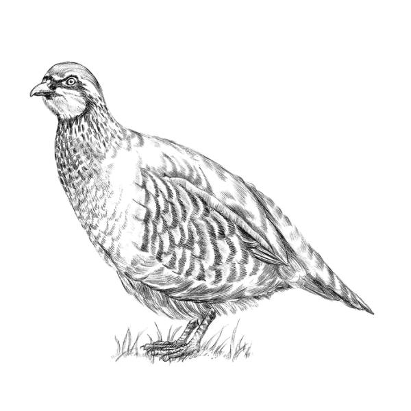 Белая куропатка серая куропатка рябчик