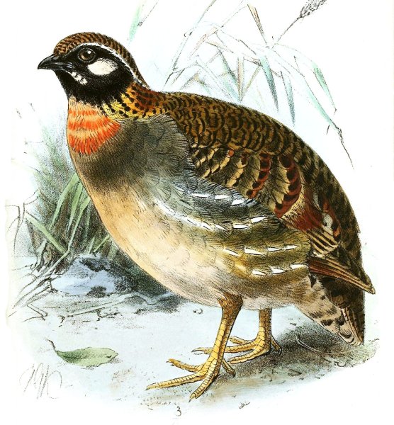 Хайнаньская кустарниковая куропатка