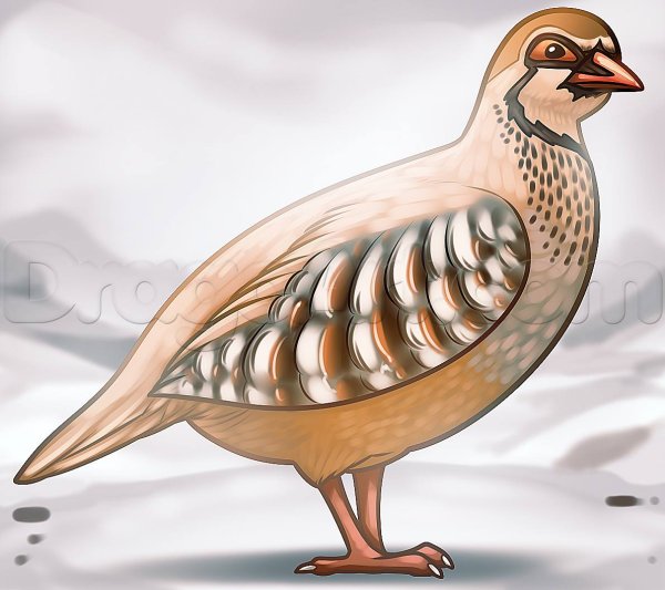Серая куропатка карандашом