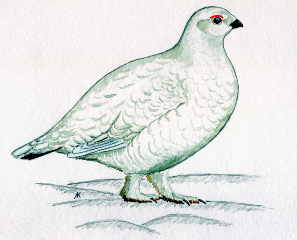 Белая куропатка