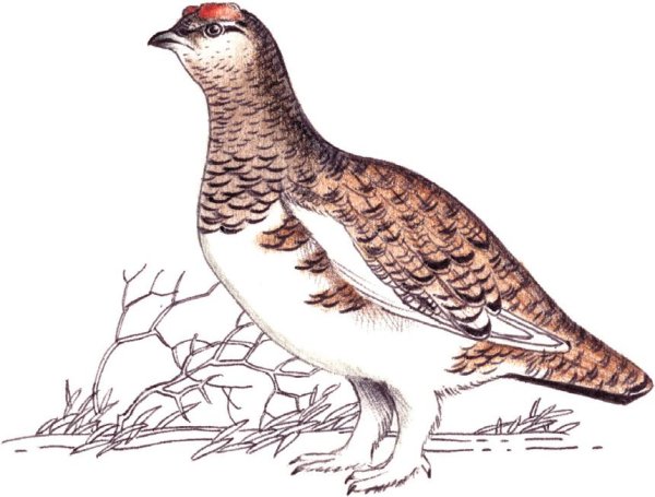 Среднерусская белая куропатка красная книга