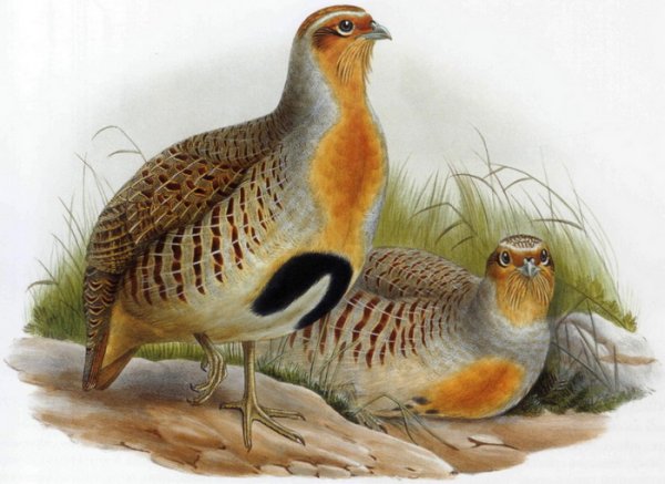 Куропатка референс
