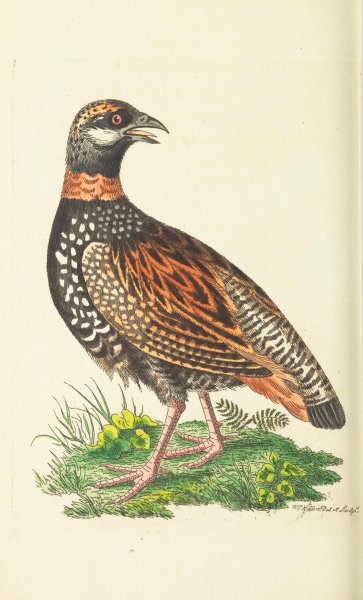 Куропатка мультяшная