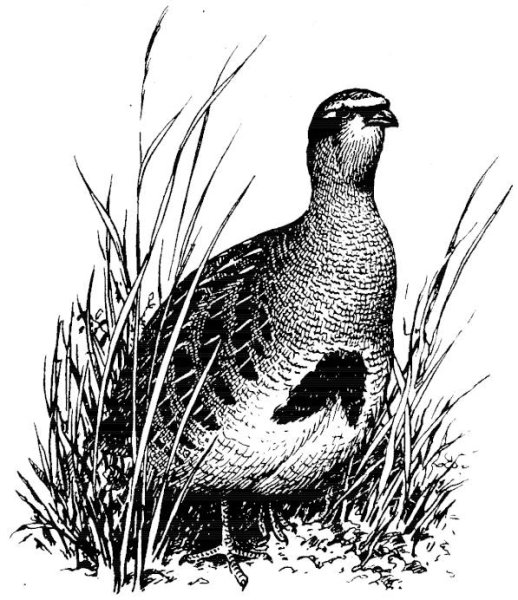 Куропатки Тургенев