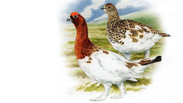 Белая куропатка красная книга