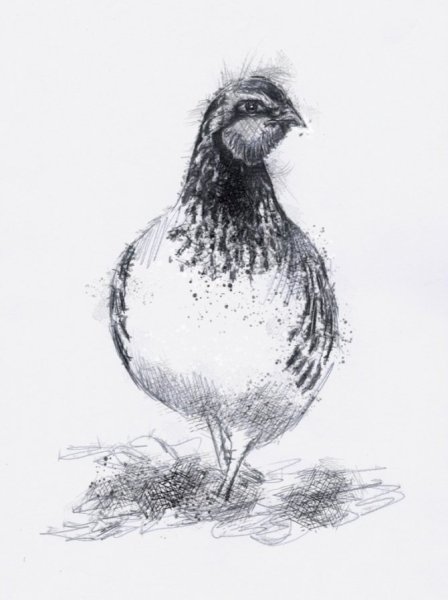 Рисование куропатки