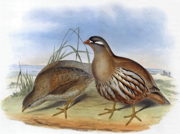 Куропатка Сказочная