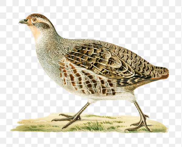 Серая куропатка на белом фоне