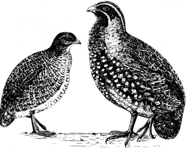 Мадагаскарская куропатка