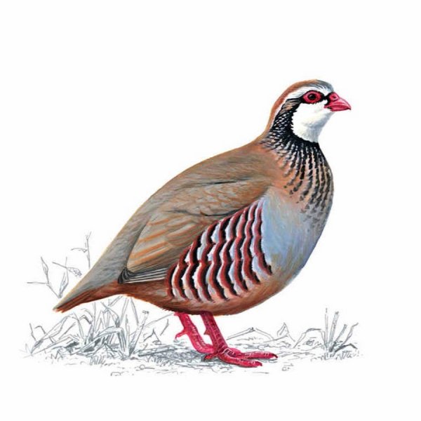 Кеклик на белом фоне