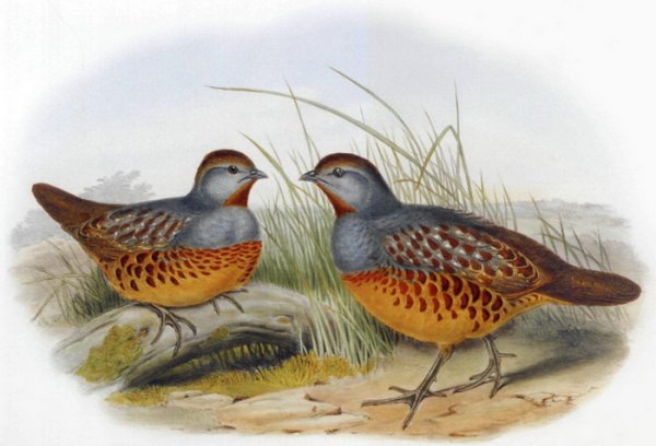 Тайваньская бамбуковая куропатка