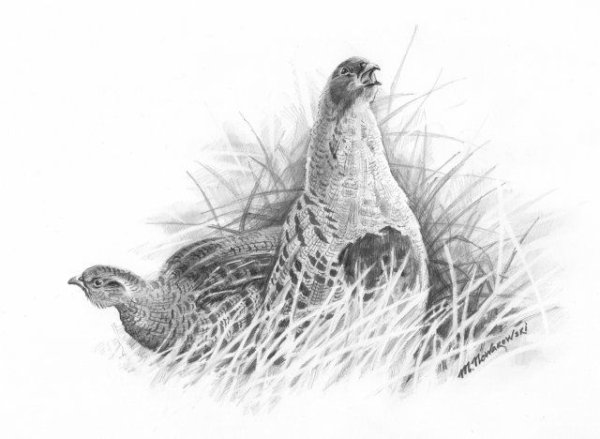 Куропатка рисунок карандашом