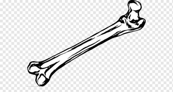 Кость рисовать