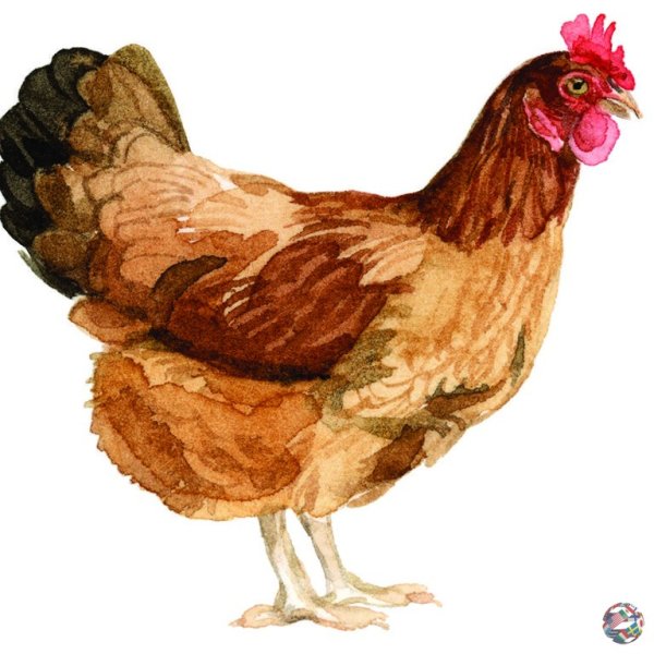 Изображение курицы