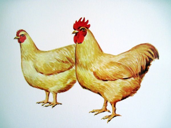 Курица для детей