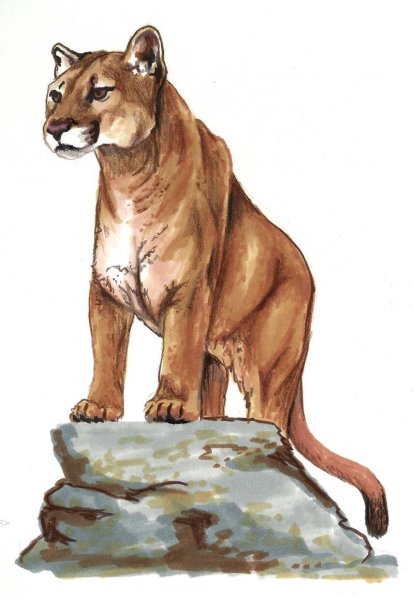 Пума для детей