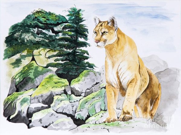 Пума зарисовки