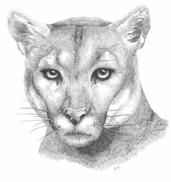 Пума эскиз