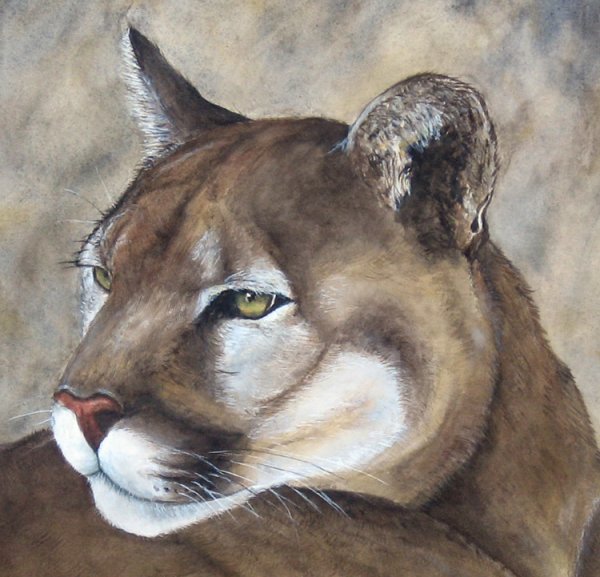 Пума рисование