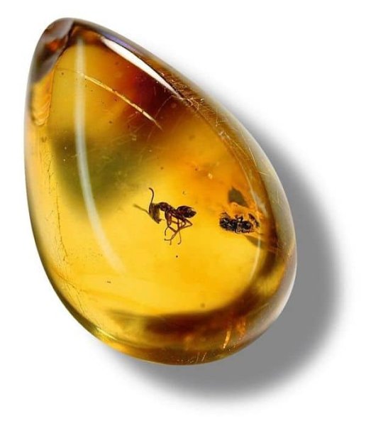 Янтарь смола