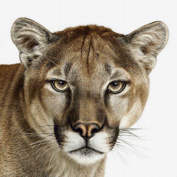 Голова львицы рисунок