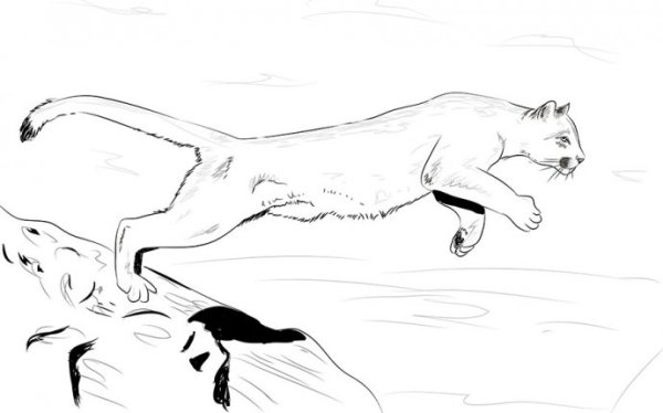 Рисунки диких кошек для срисовки