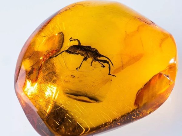 Янтарь янтарь камень