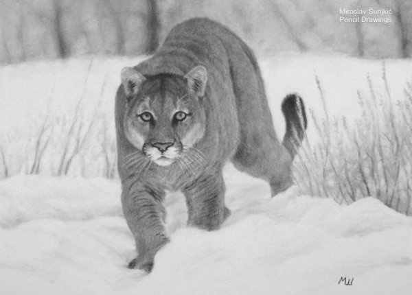 Пума рисунок цветной