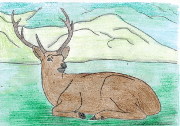 Рисунки для срисовки природа и животные