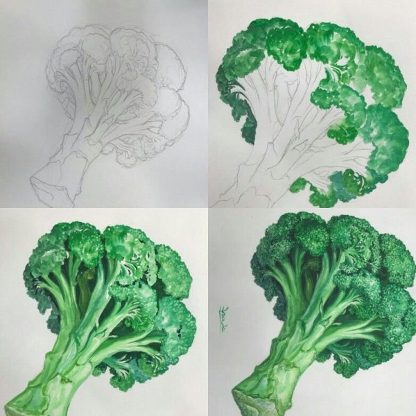 Брокколи акварелью