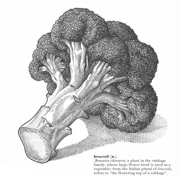 Брокколи иллюстрация