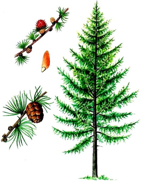 Лиственница Сибирская эвоинки
