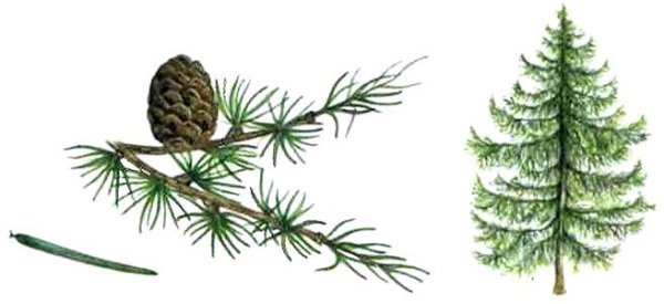 Лиственница европейская