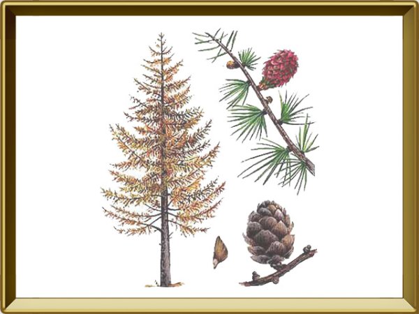 Лиственница шишки и хвоинки