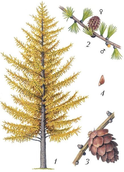 Лиственница Сибирская побег
