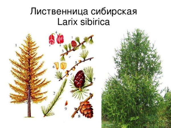 Растения тайги лиственница