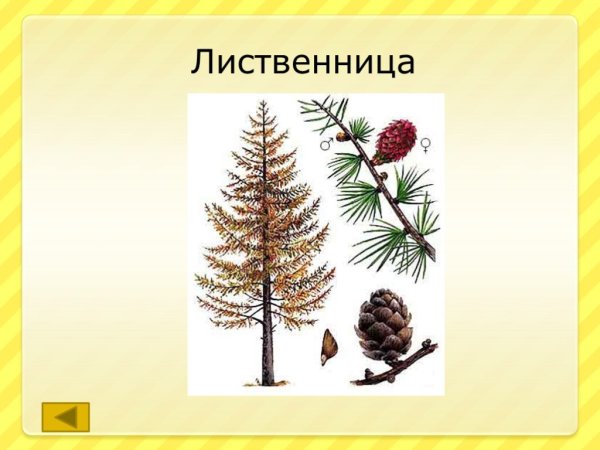 Хвоинки пихты и лиственницы