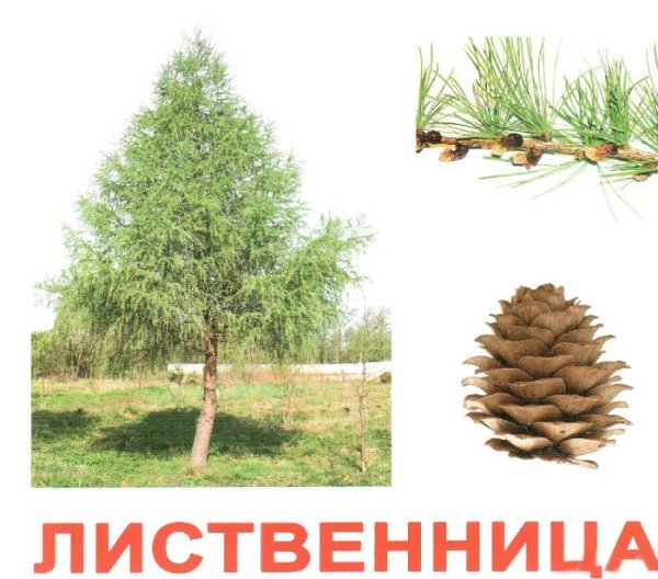 Лиственница дерево