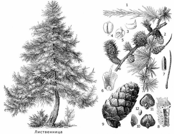 Лиственница Сибирская строение