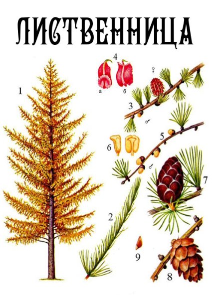 Лиственница для дошкольников